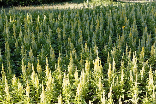 Promenade à Suan Luang avec Potter-023